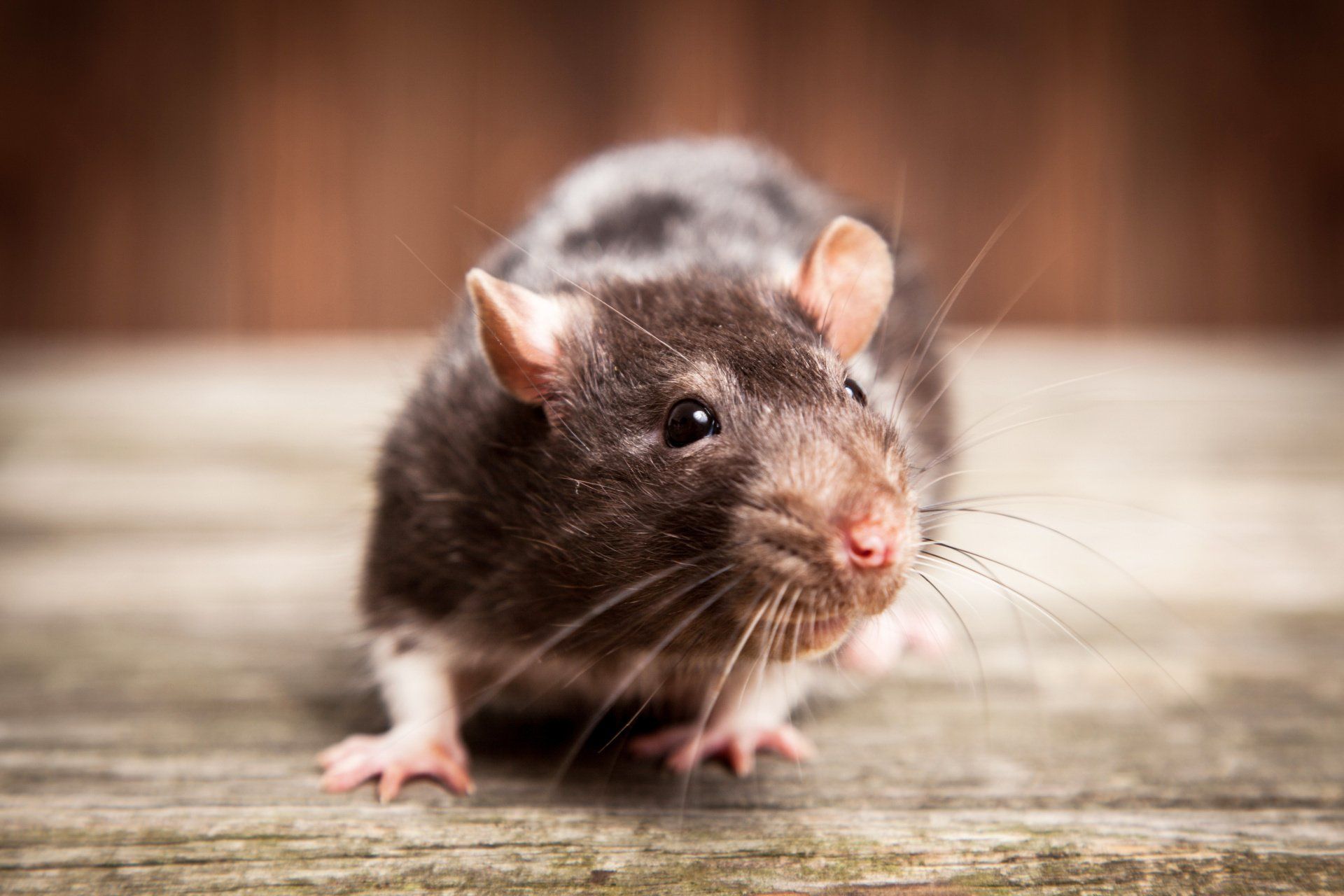 Rat noir debout sur du bois patiné, regardant droit devant lui sur un fond brun flou