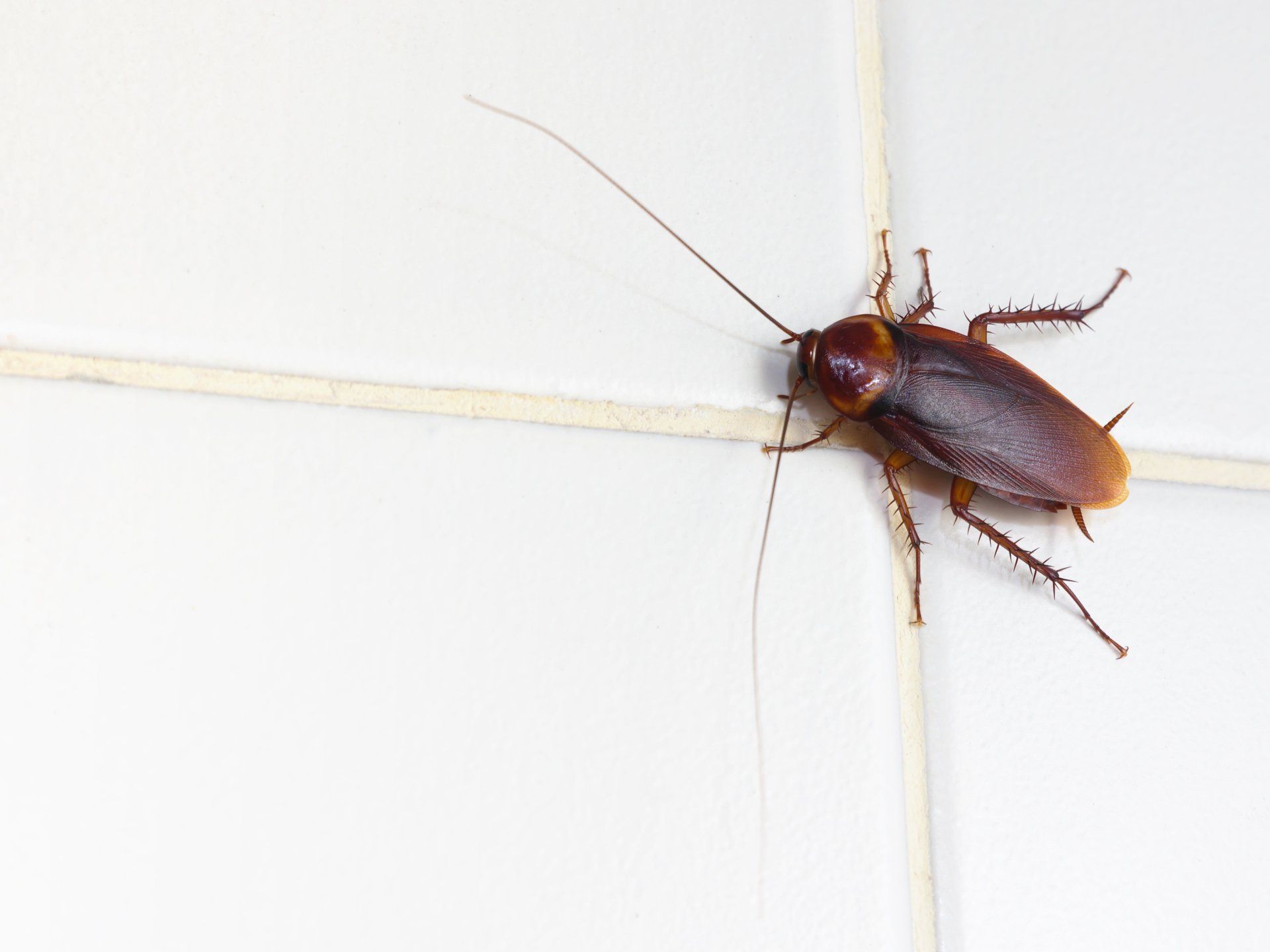 Cafard brun sur un mur carrelé blanc, antennes déployées.