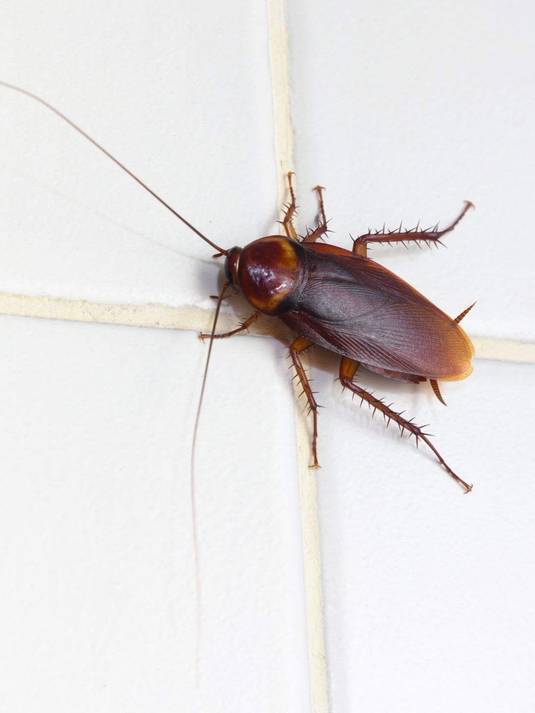 Blatte brune sur un mur carrelé blanc, avec de longues antennes et des pattes épineuses