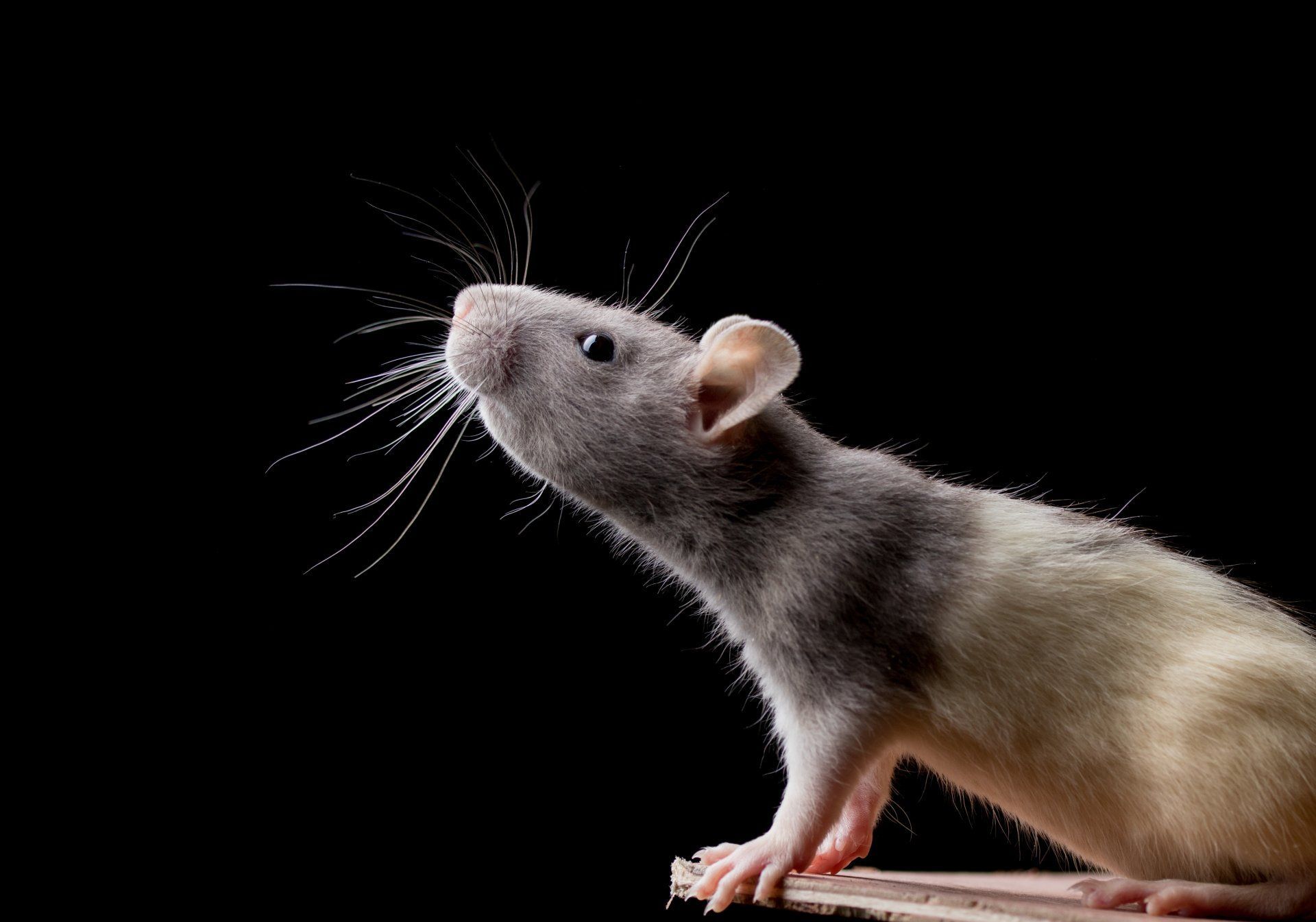 Rat gris de profil sur fond noir, regardant vers le haut, les moustaches écartées.