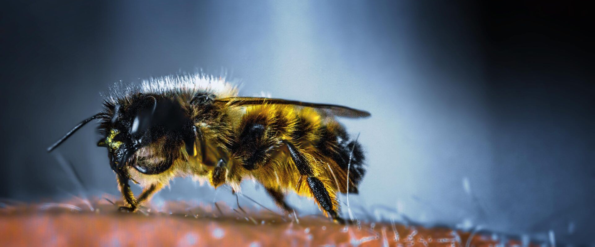 Gros plan d'une abeille duveteuse sur une fleur avec un fond bleu clair.