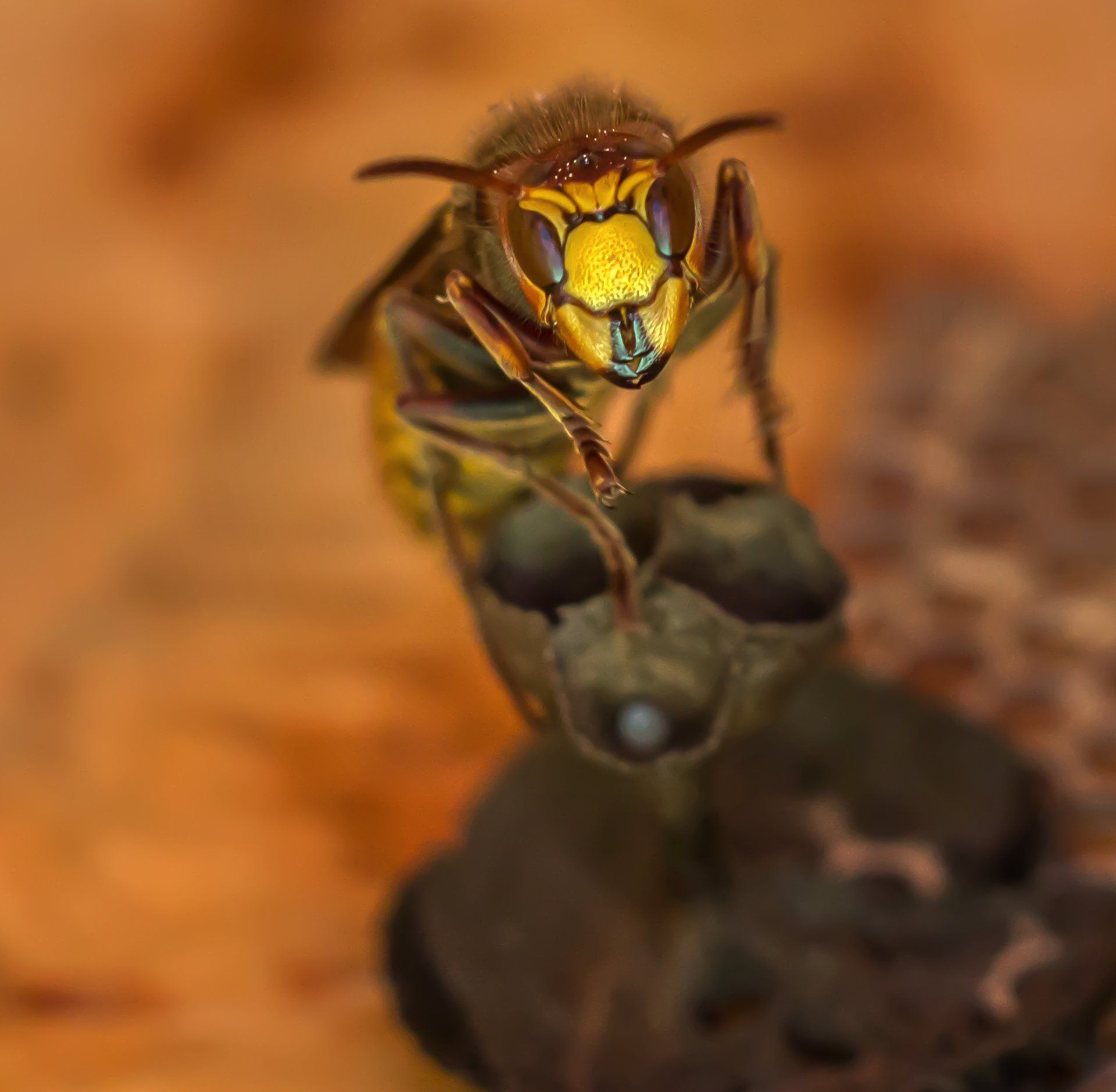 Gros plan d'un frelon perché sur un nid sombre, sur un fond flou aux tons chauds orangés.
