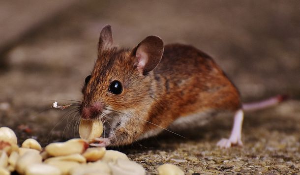 Souris brune mangeant des graines au sol