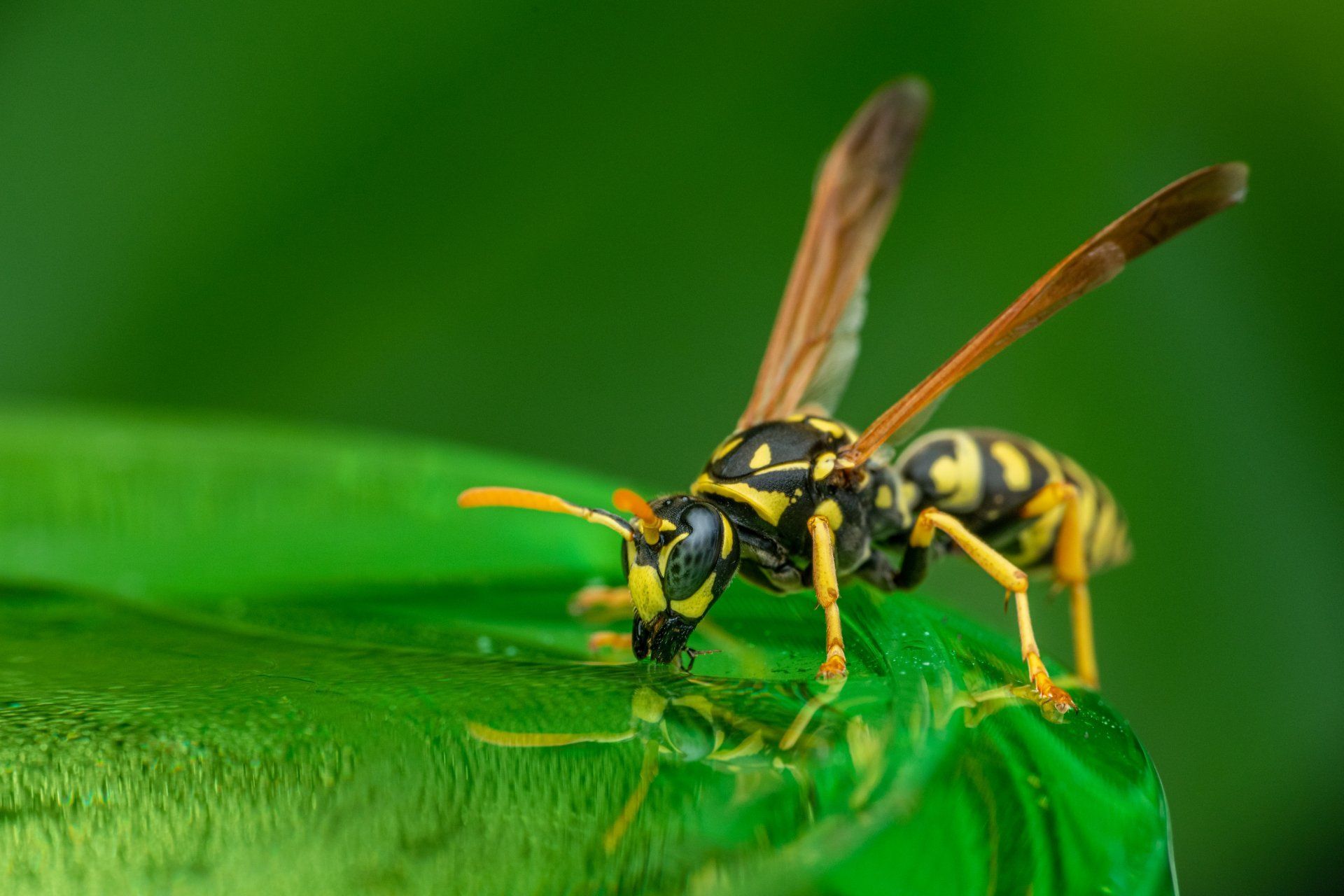 Guêpe jaune et noire sur une feuille verte, gros plan sur fond vert flou