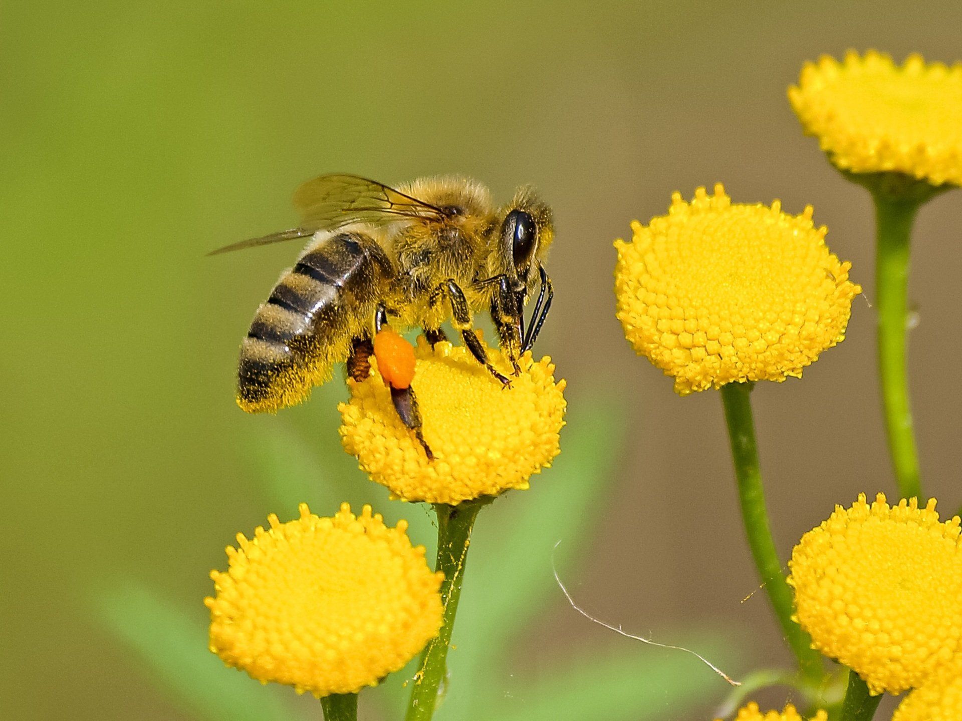 Abeille sur une fleur jaune à côté de deux autres fleurs jaunes, sur fond vert flou.