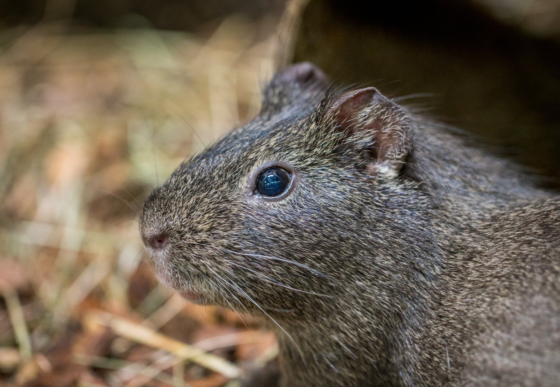 Gros plan d'un rongeur gris à l'œil bleu dans de l'herbe sèche, regardant vers la gauche