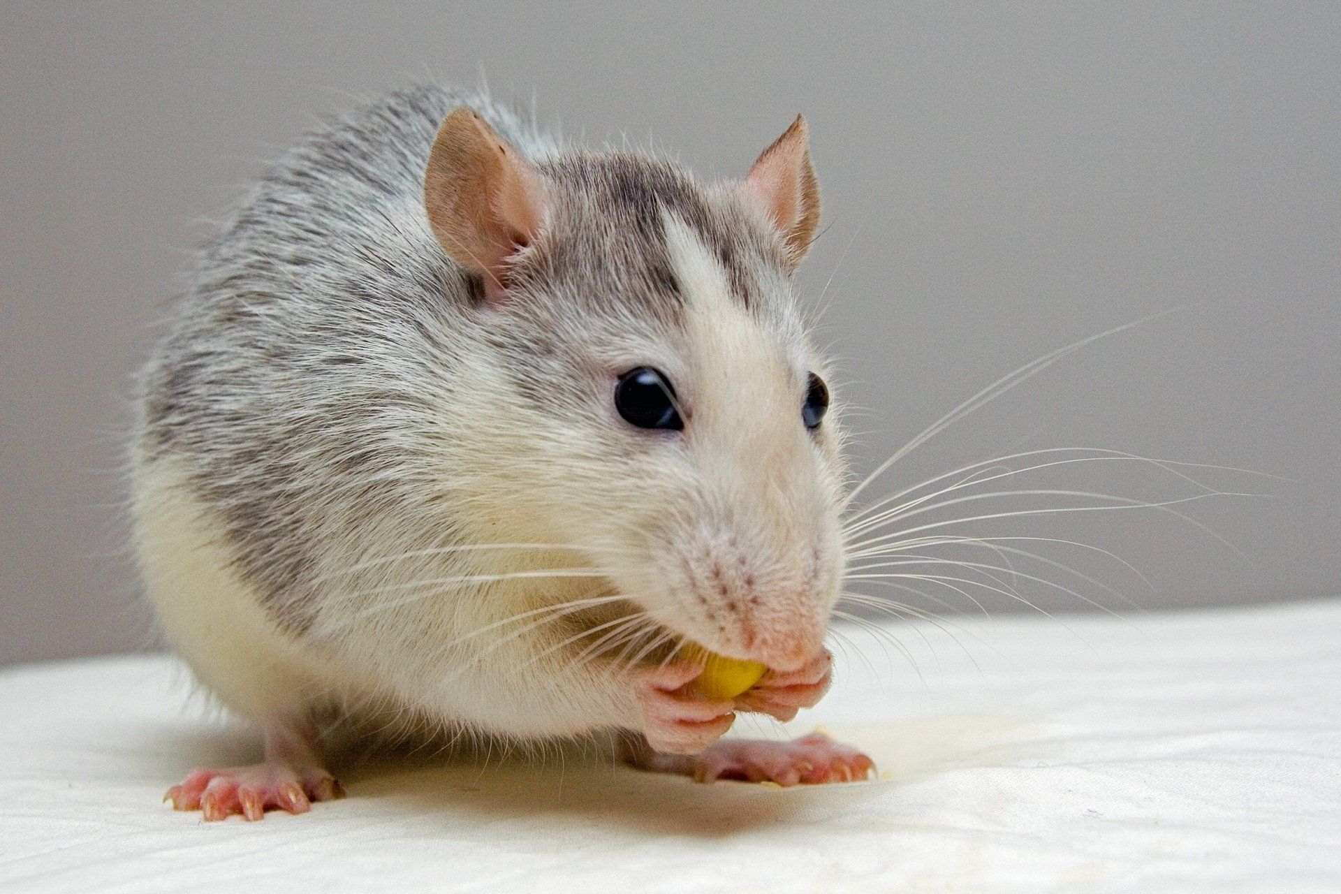 Petit rat gris et blanc grignotant un morceau de nourriture sur une surface blanche