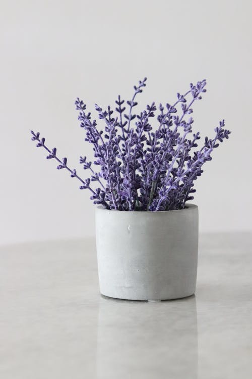 Lavendel in Blumentopf