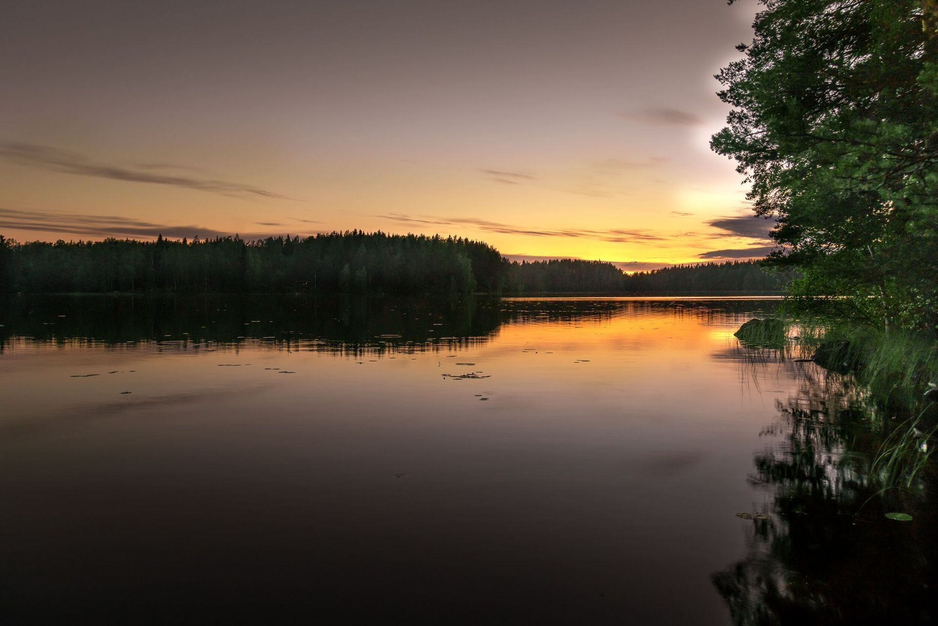 niemikotka