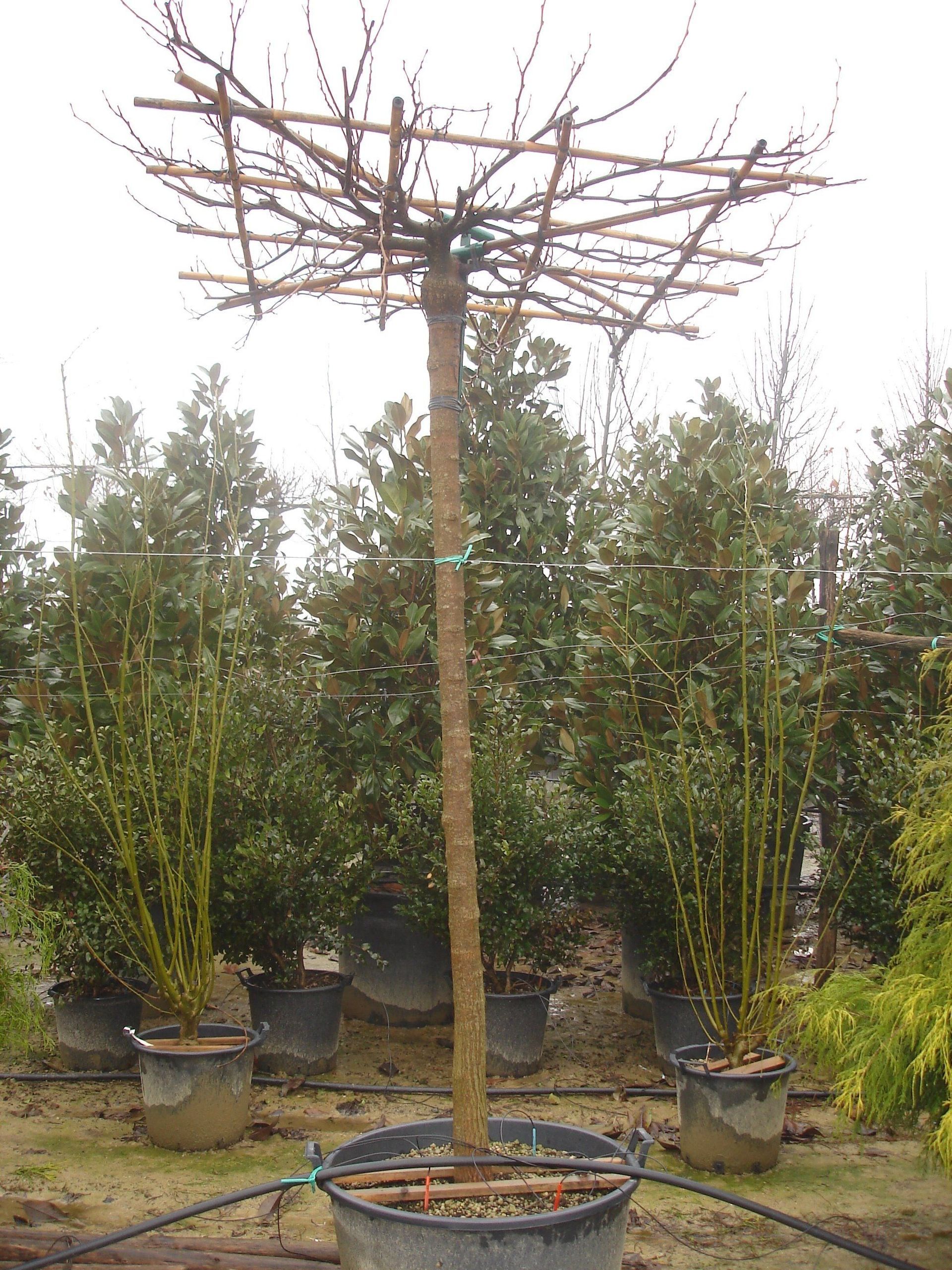 Naoux Paysagiste - watering