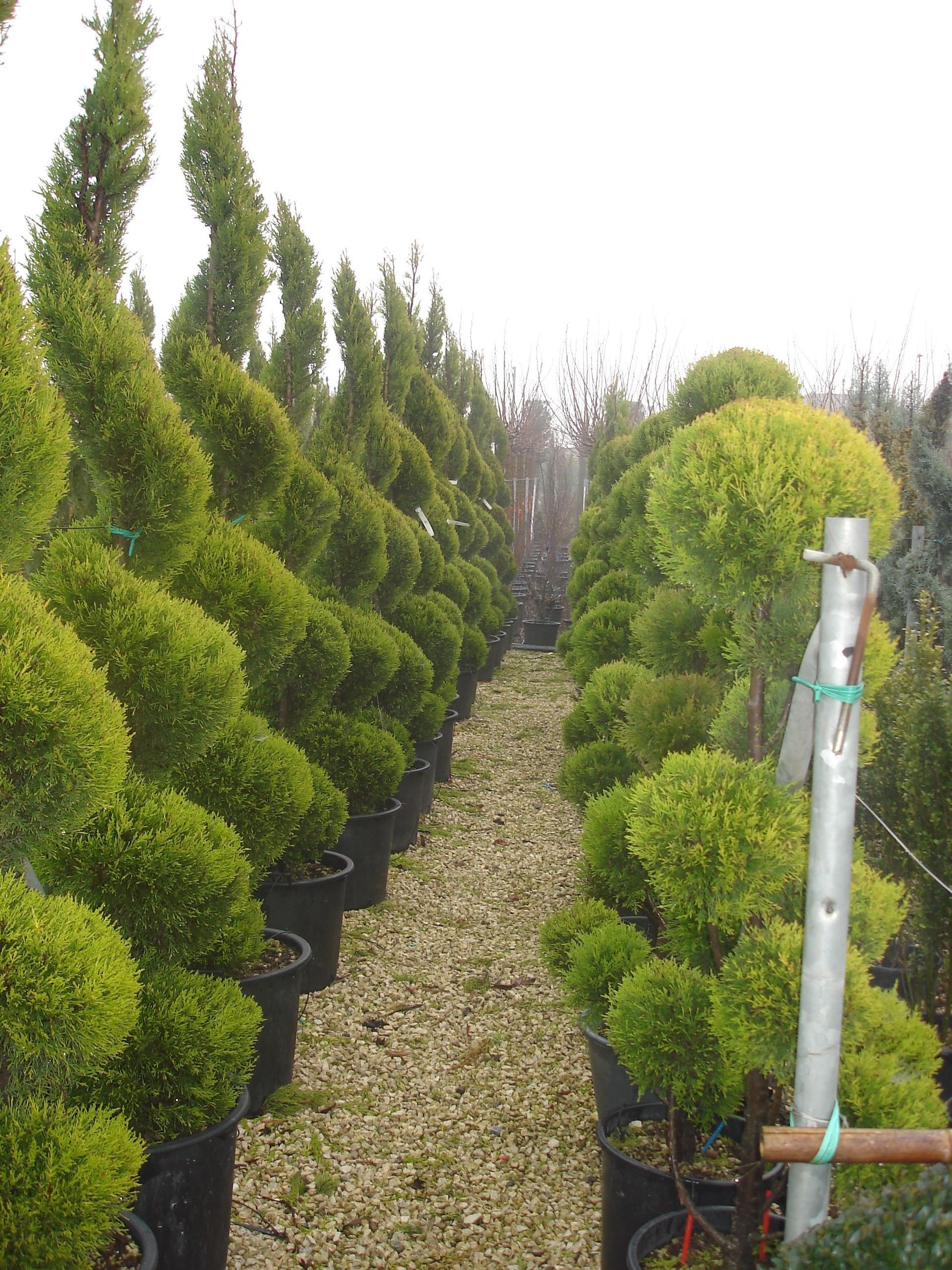 Naoux Paysagiste - watering