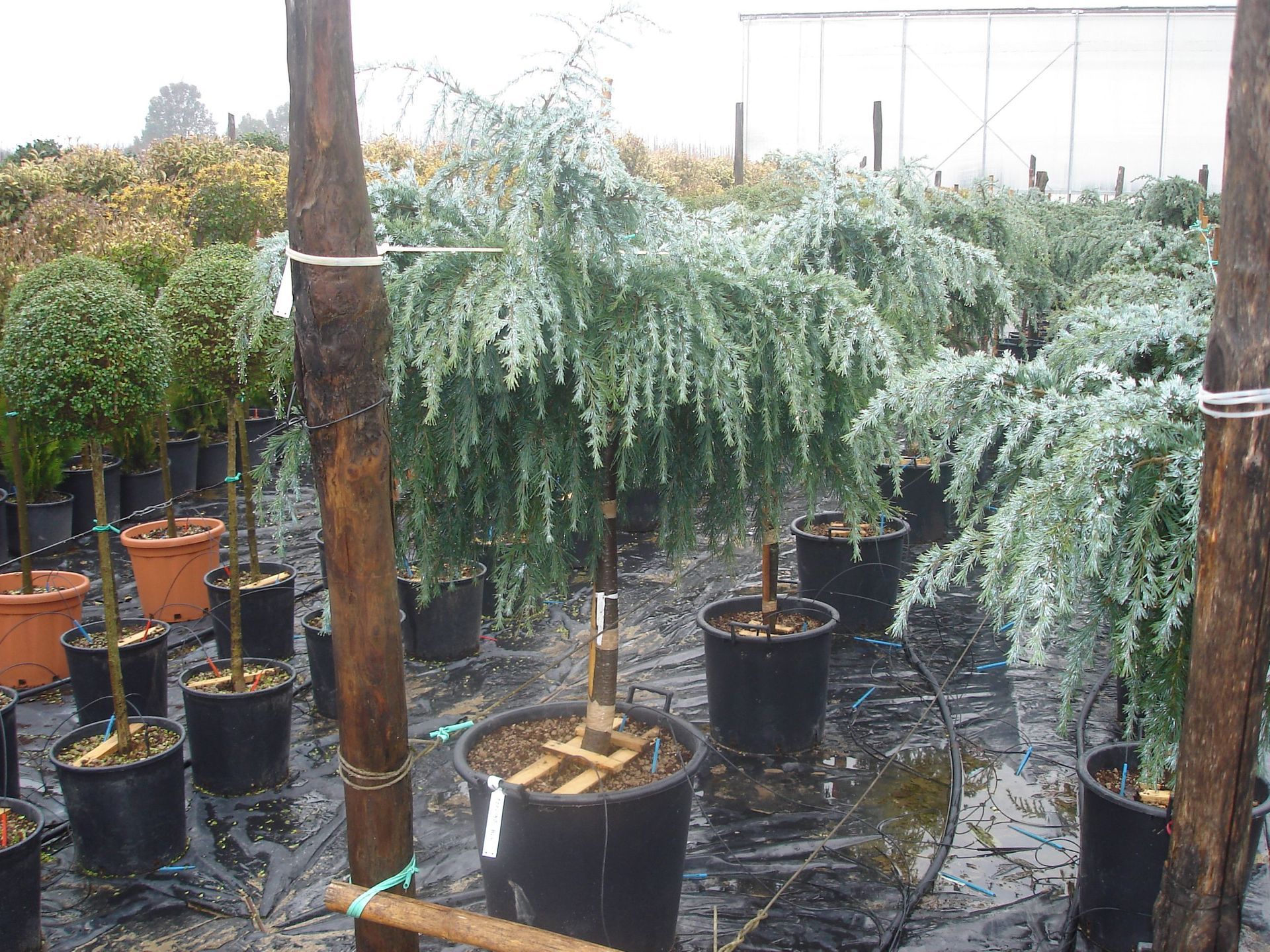 Naoux Paysagiste - watering