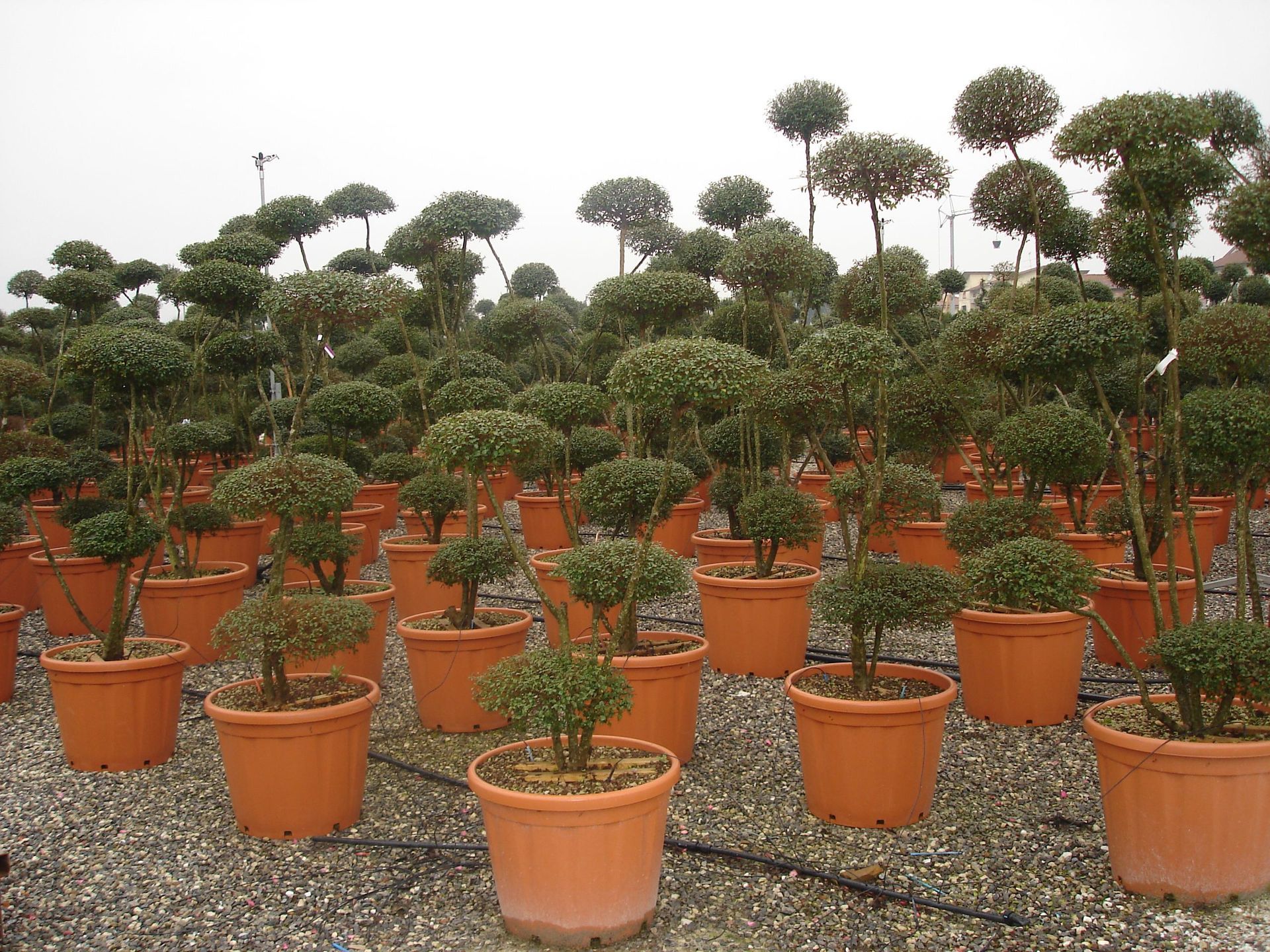 Naoux Paysagiste - watering