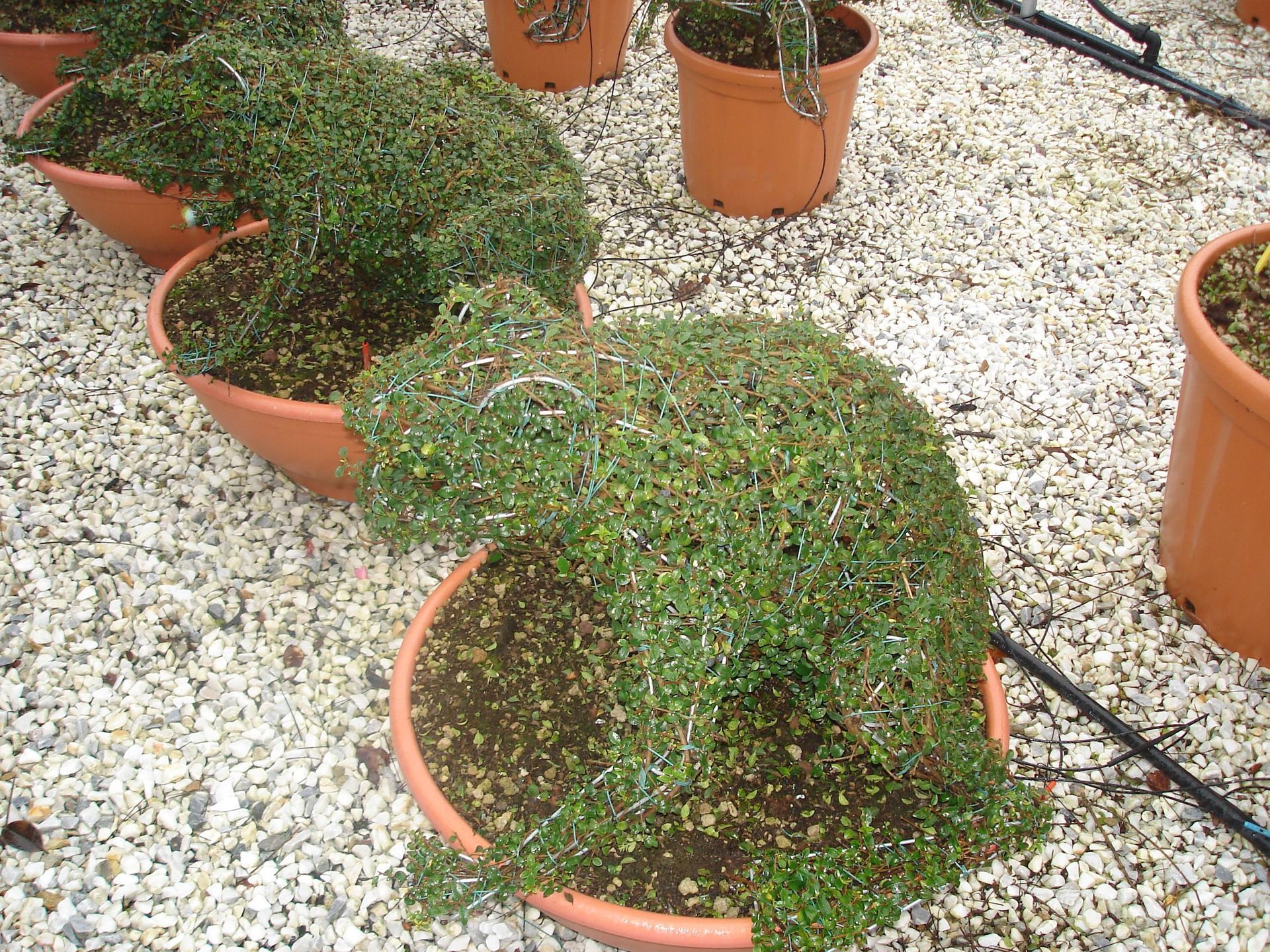 Naoux Paysagiste - watering