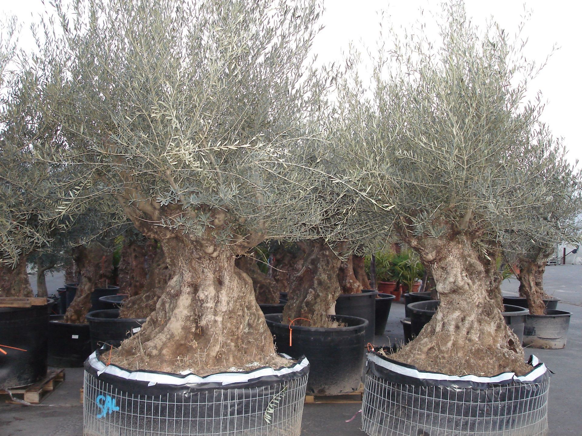 Naoux Paysagiste - watering