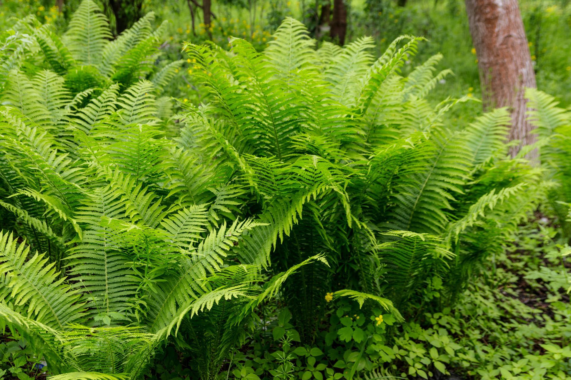 Des fougères d'un vert luxuriant poussent en abondance dans une zone boisée ombragée.