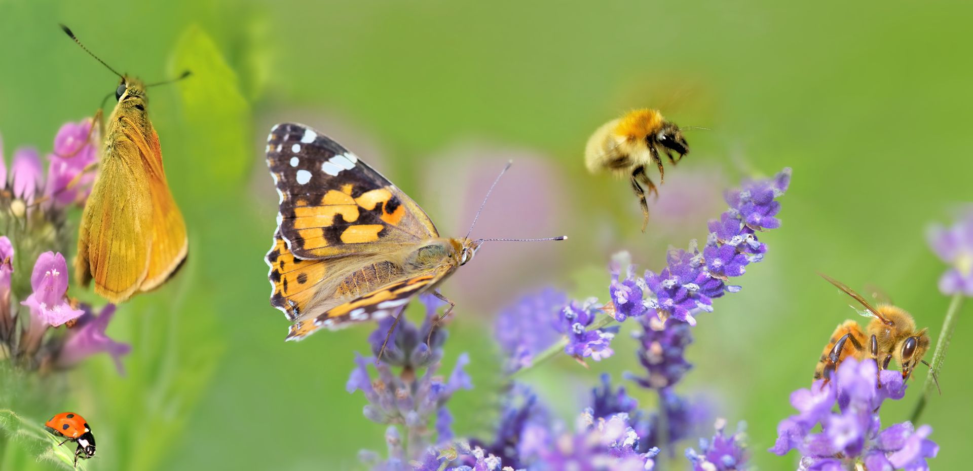 Papillons et abeilles sur de la lavande, avec une coccinelle.