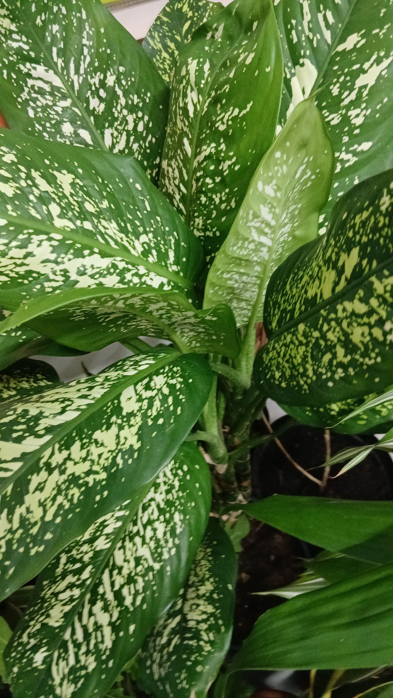Une main effleure un bouquet d'orchidées en fleurs de couleurs variées : roses, blanches et rouges, près d'une fenêtre.