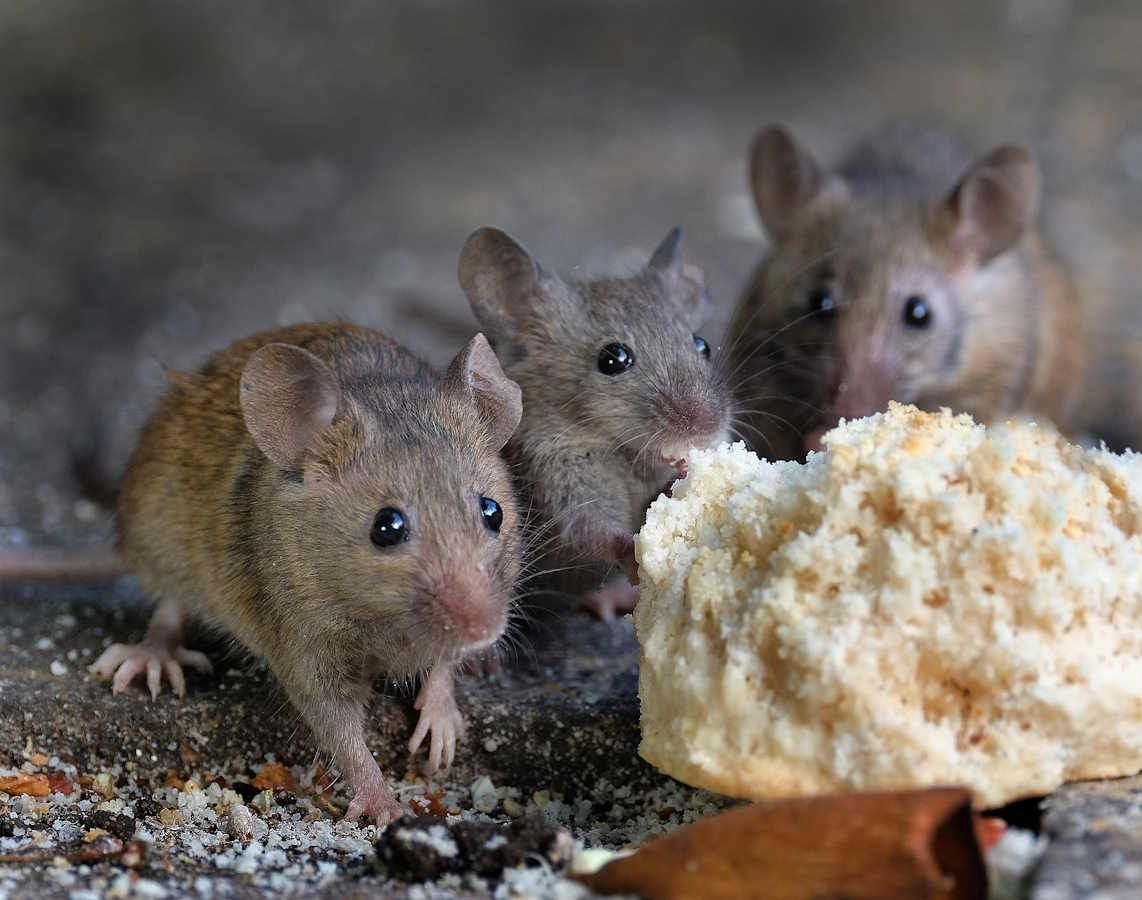 Drei Mäuse vor einem Stück Brot auf dem Boden: Wir kümmern uns um die Mäusebekämpfung.