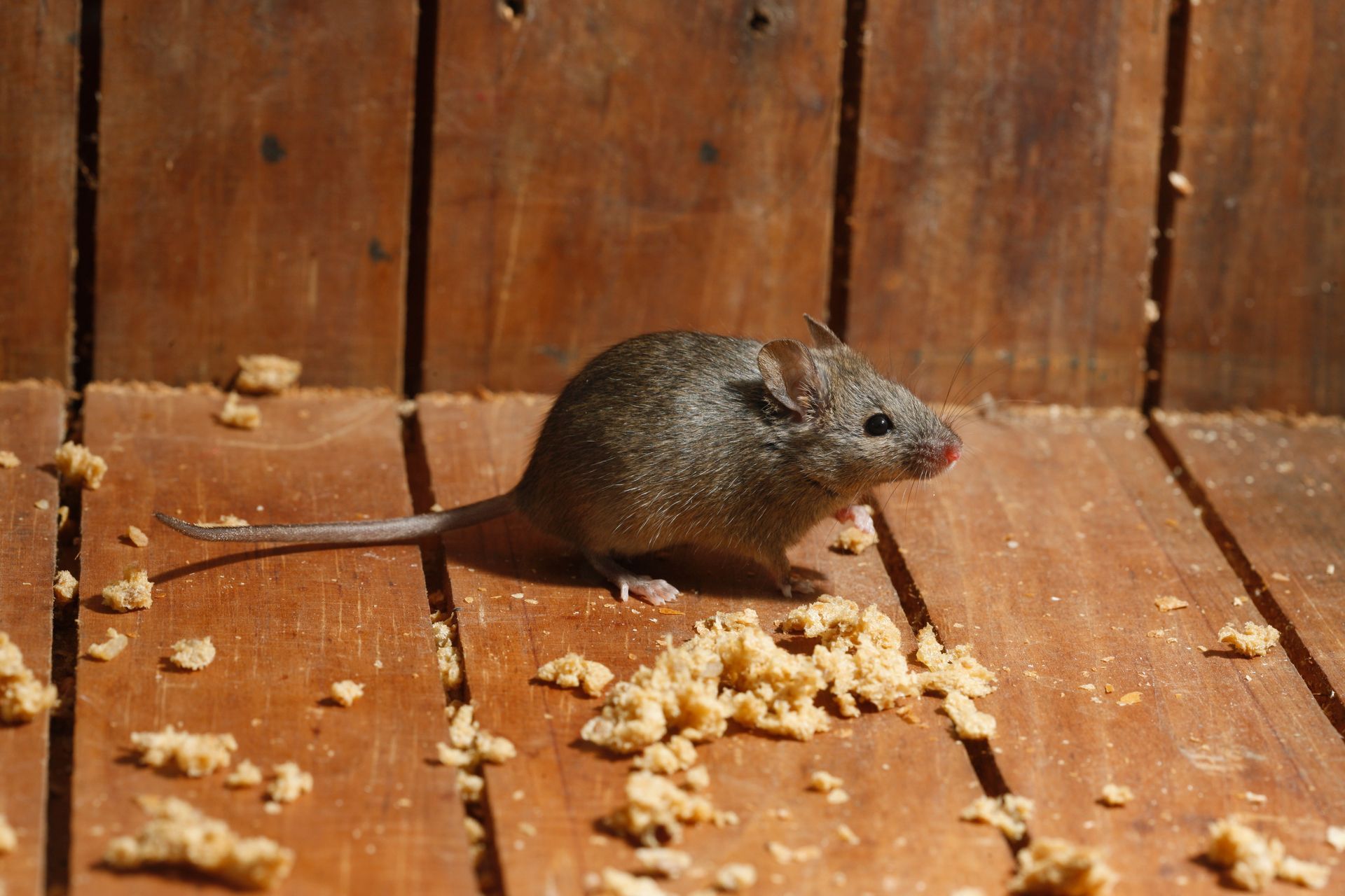 Eine Maus auf Holzbalken umgeben von angeknabberter Isolierung: Mäusebekämpfung in Rostock und Mecklenburg-Vorpommern.