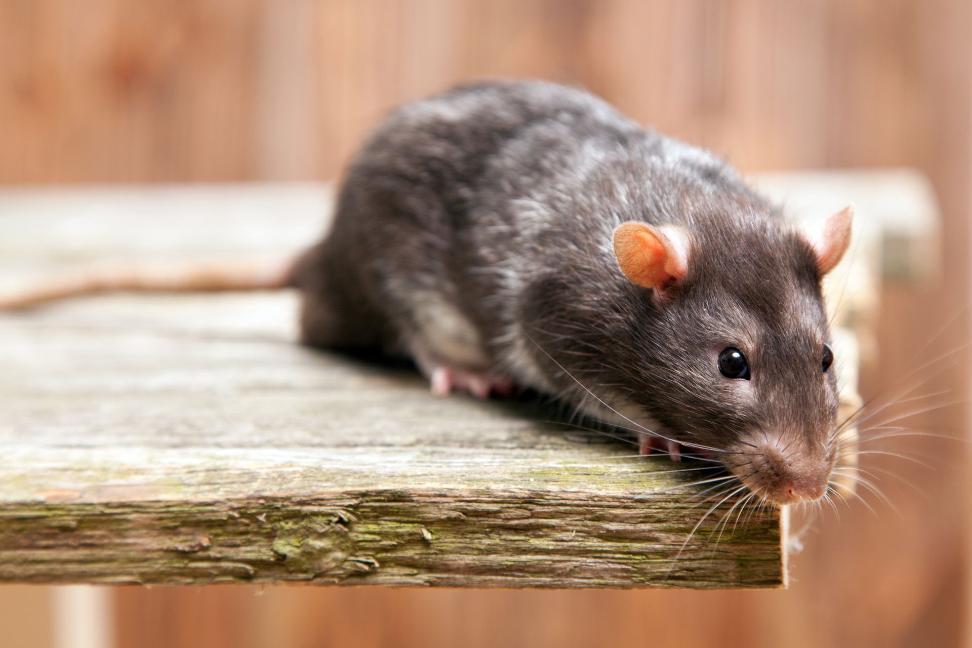  Eine Ratte sitzt auf einer Holzplatte: Mäusebekämpfung für Rostock und Mecklenburg-Vorpommern.