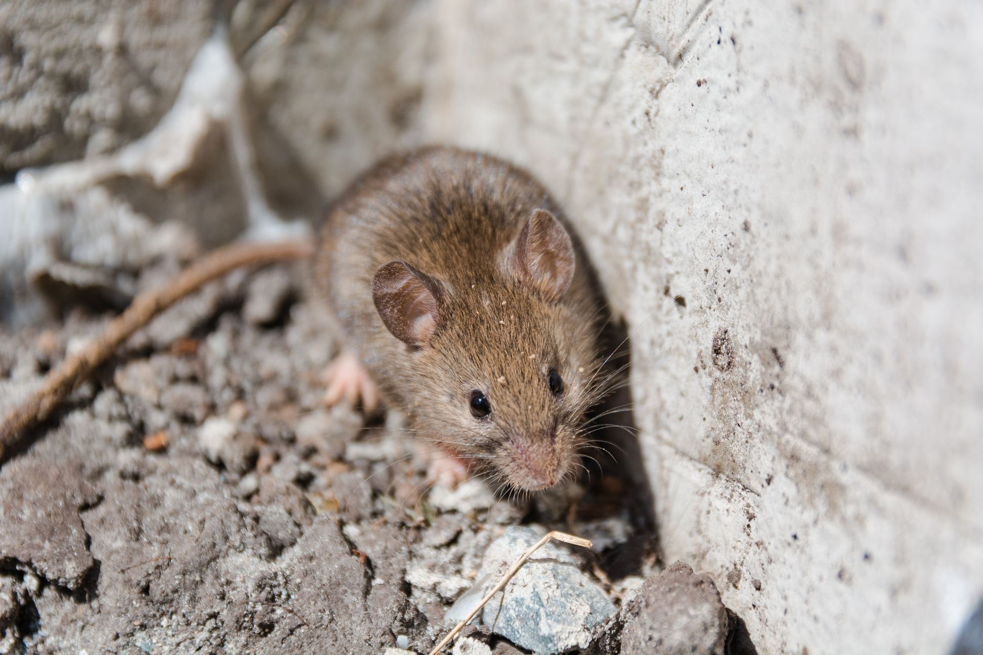 Eine Maus neben einer Steinwand auf Schotter:  Mäusebekämpfung in Rostock und Mecklenburg-Vorpommern.