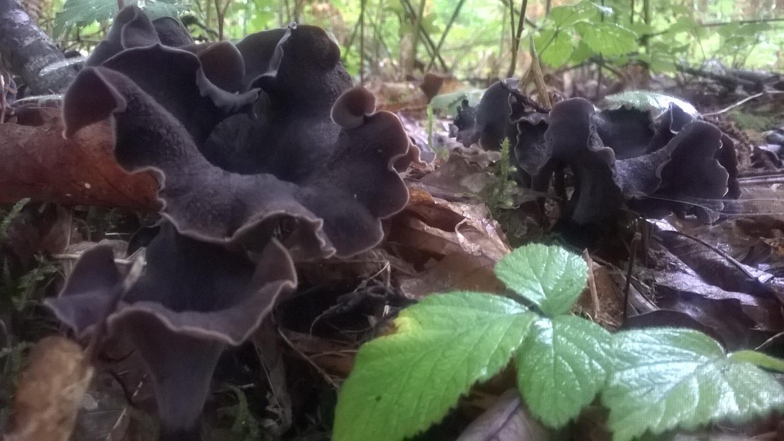 Achat de vos champignons à Oradour-sur-Vayres