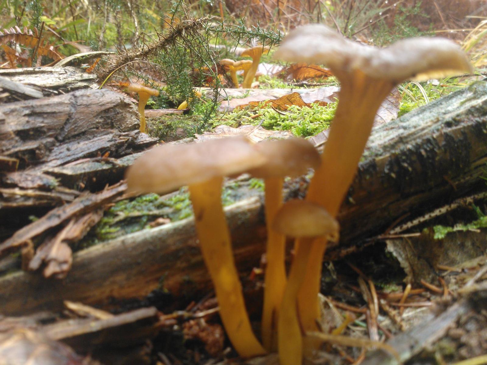 Oradour-sur-Vayres : Achat aux particuliers de champignons
