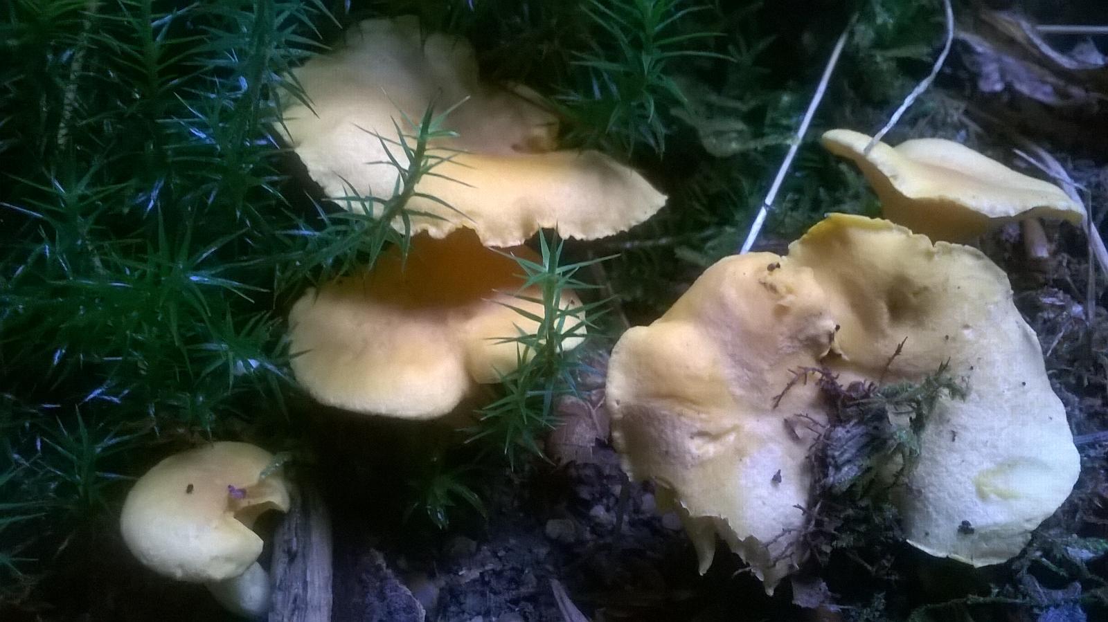 Achat de champignons au poids à Oradour sur Vayres