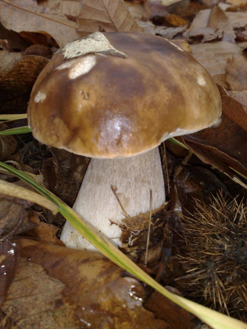 Collecte de champignons à Oradour-sur-Vayres