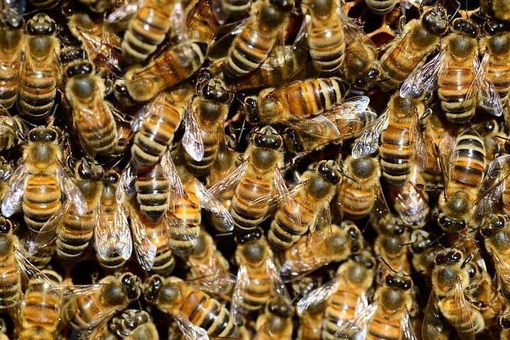 Un primer plano de un grupo de abejas en un panal.