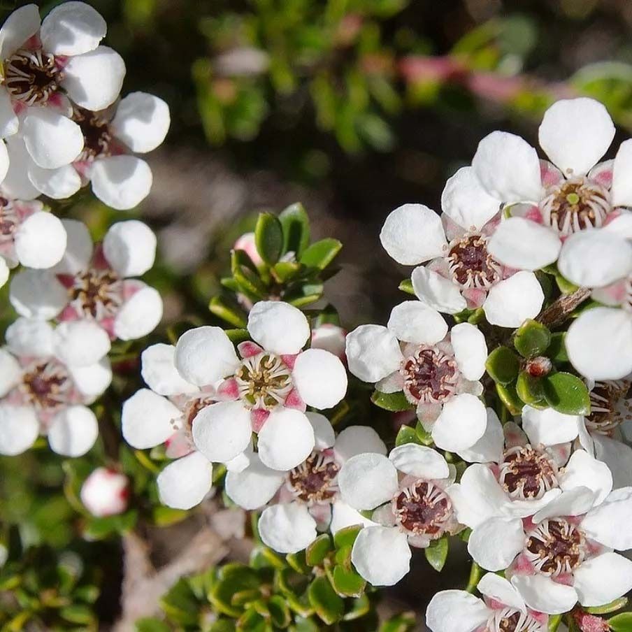 Un ramo de pequeñas flores blancas con centros rosados