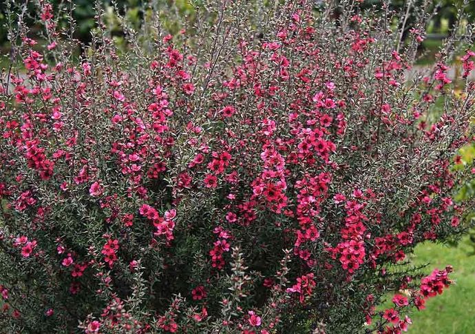 Un arbusto con flores rosas y hojas grises en un jardín.