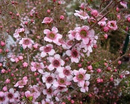 Un ramo de flores rosas crecen en un árbol.