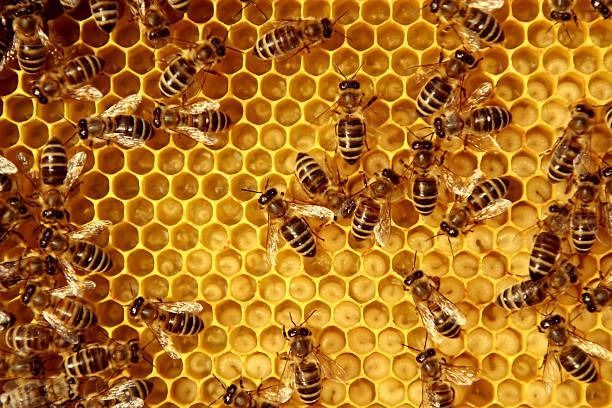 Un primer plano de abejas en un panal.