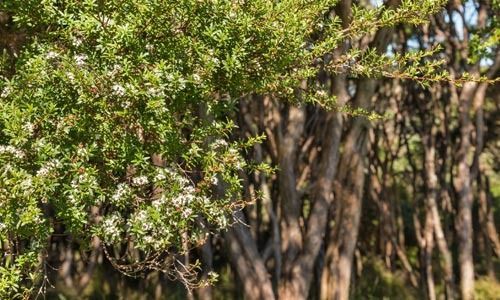 Un árbol con flores blancas está en medio de un bosque.