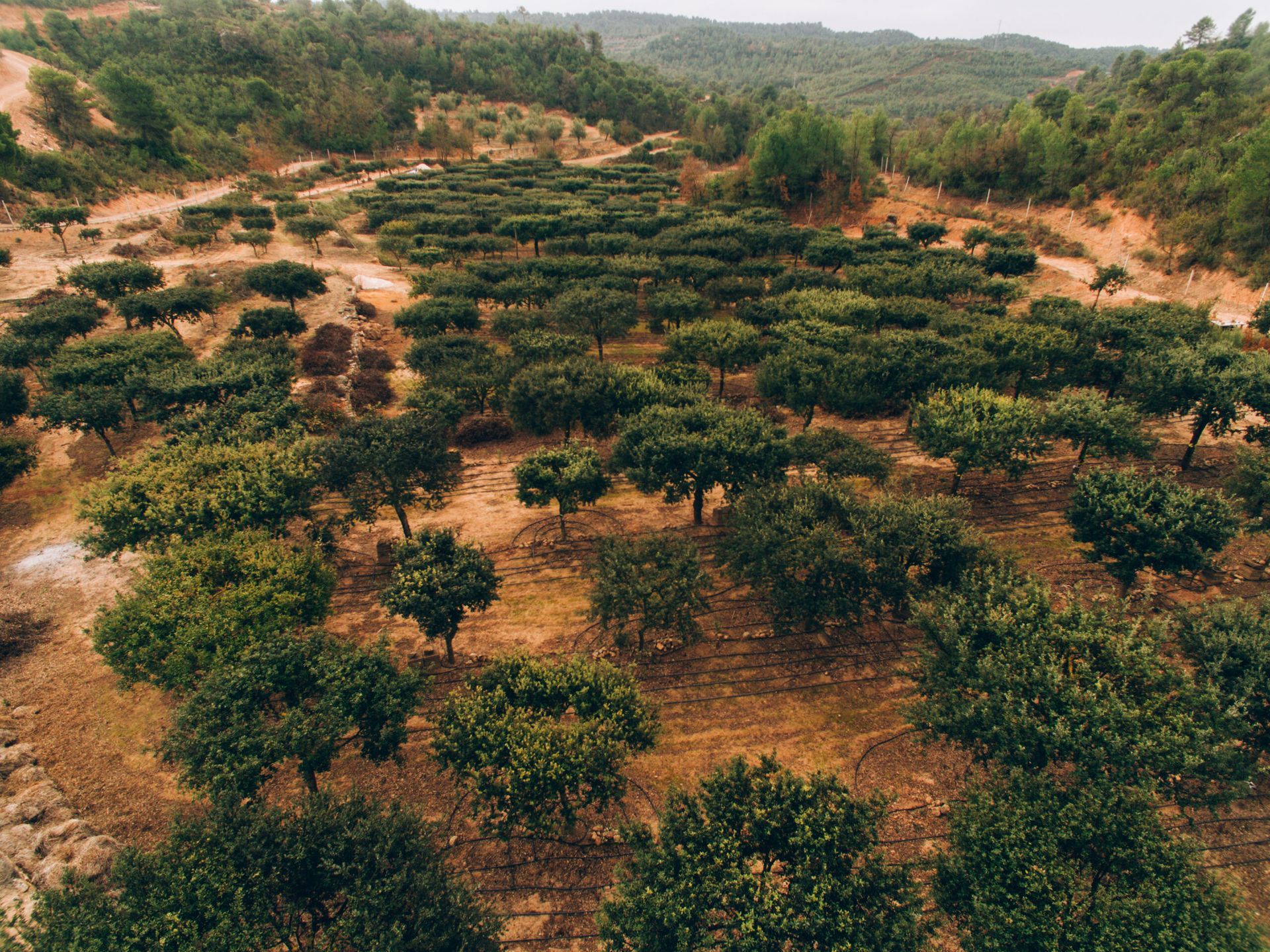 Una vista aérea de un exuberante bosque verde lleno de muchos árboles.