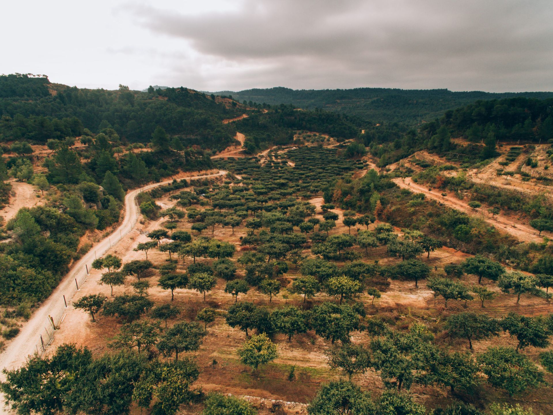 Una vista aérea de un camino de tierra que atraviesa un exuberante bosque verde.