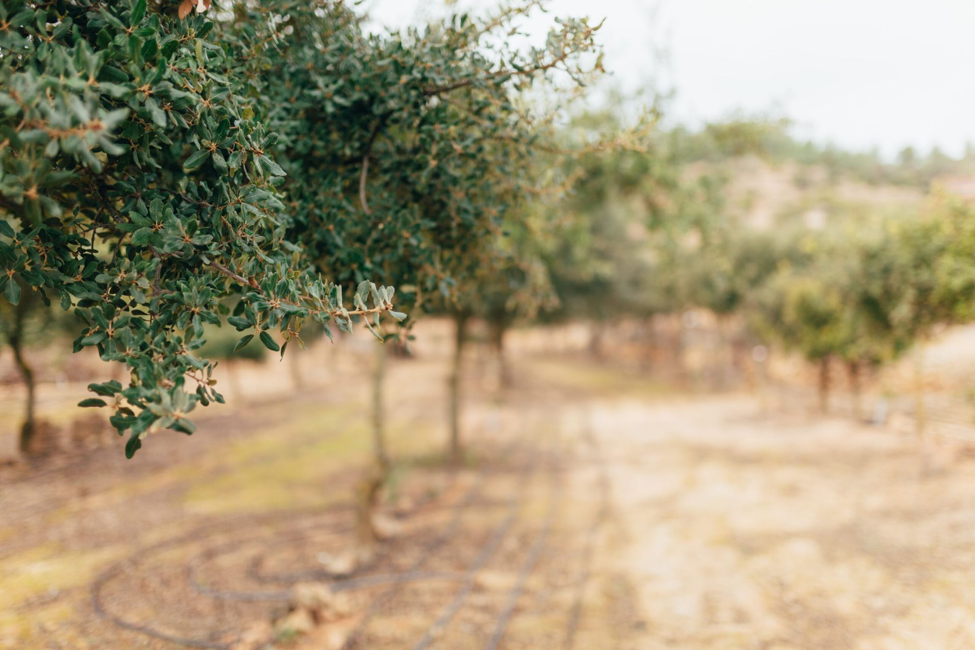 Una hilera de olivos en un campo con un fondo borroso.