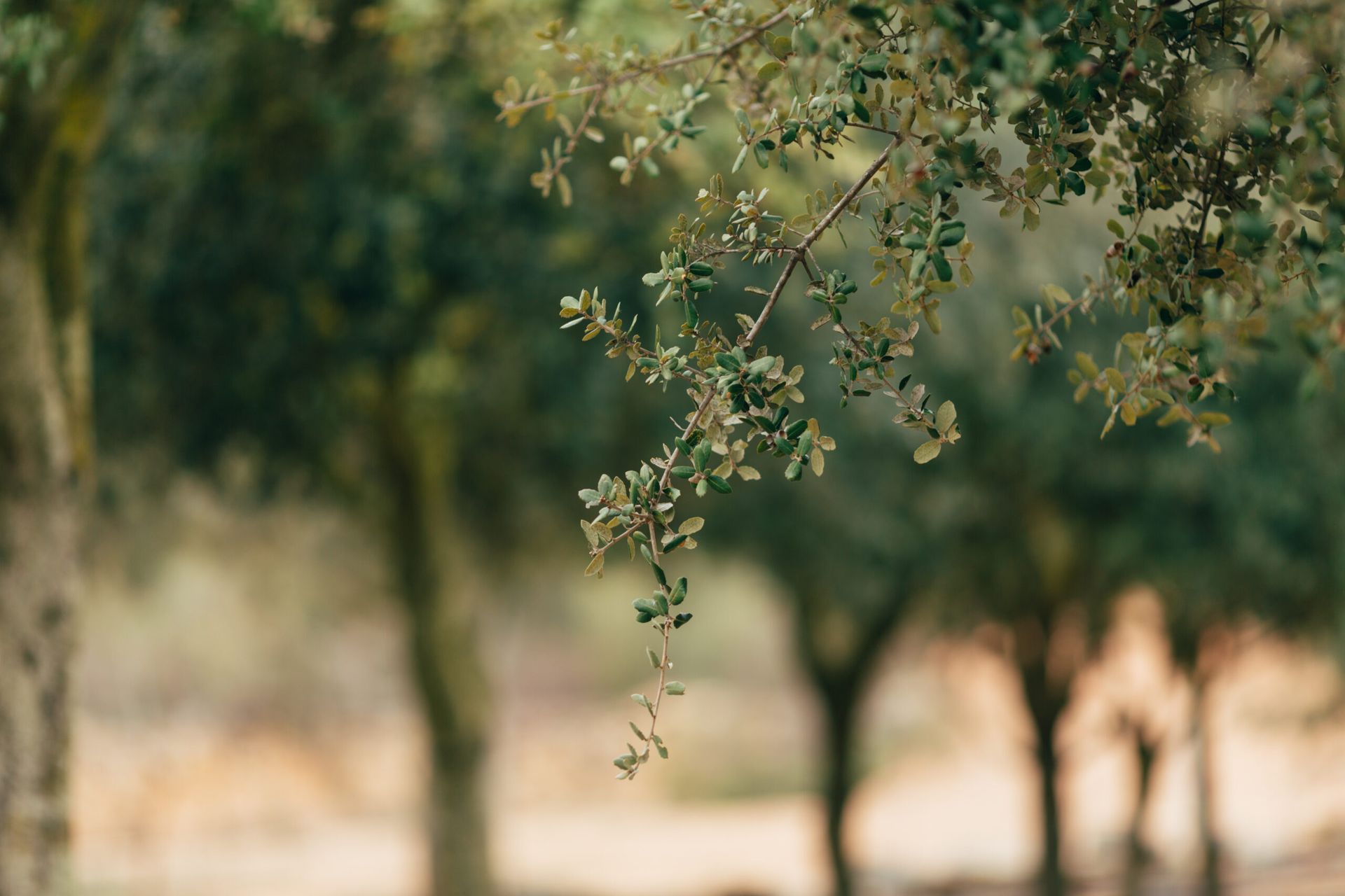 Una rama de árbol con hojas colgando de ella en un bosque.