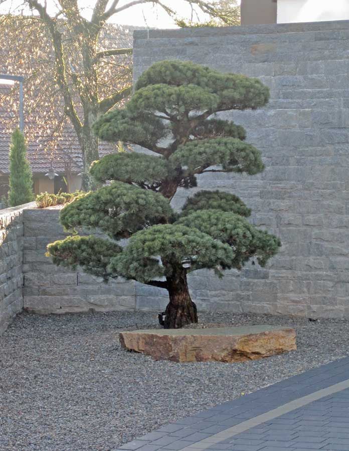 Pflanze Bonsai