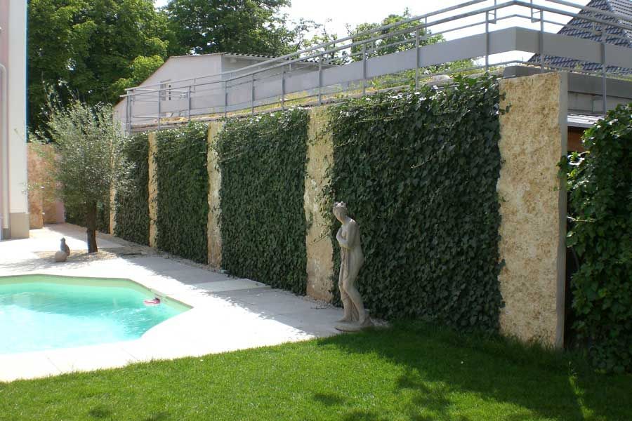 Sichtschutz Efeu