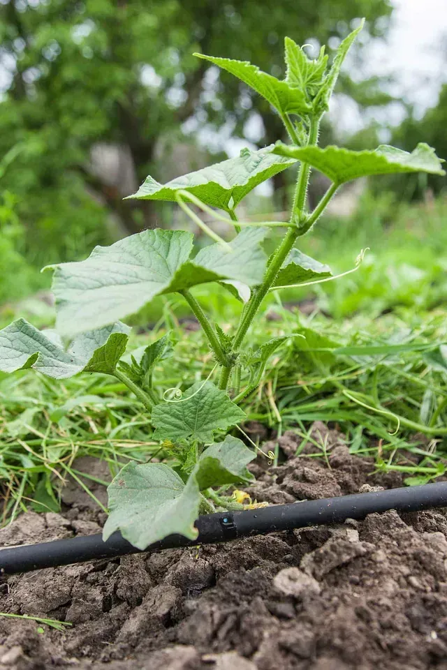 Planta de pepino creciendo en un cantero de jardín, con línea de riego por goteo y follaje verde.