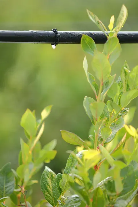 Planta de hojas verdes con un tubo negro encima y una gota de agua colgando. Fondo verde borroso.