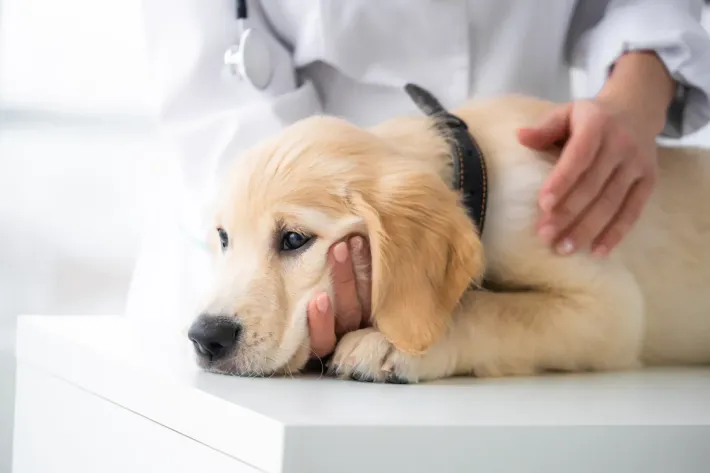 Un cachorro está acostado en una mesa mientras un veterinario lo examina.