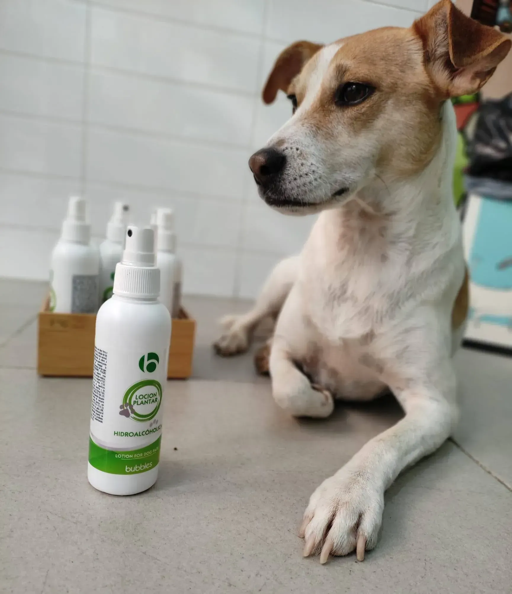 Un perro marrón y blanco acostado junto a una botella de spray