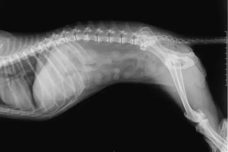 Una radiografía en blanco y negro del esqueleto de un gato.