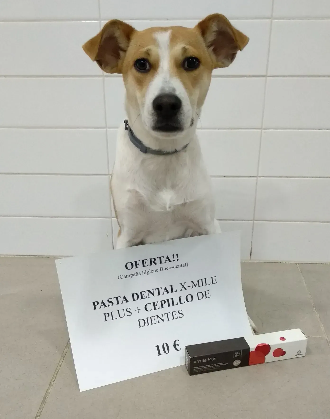 Un perro marrón y blanco sentado junto a un cartel que dice oferta
