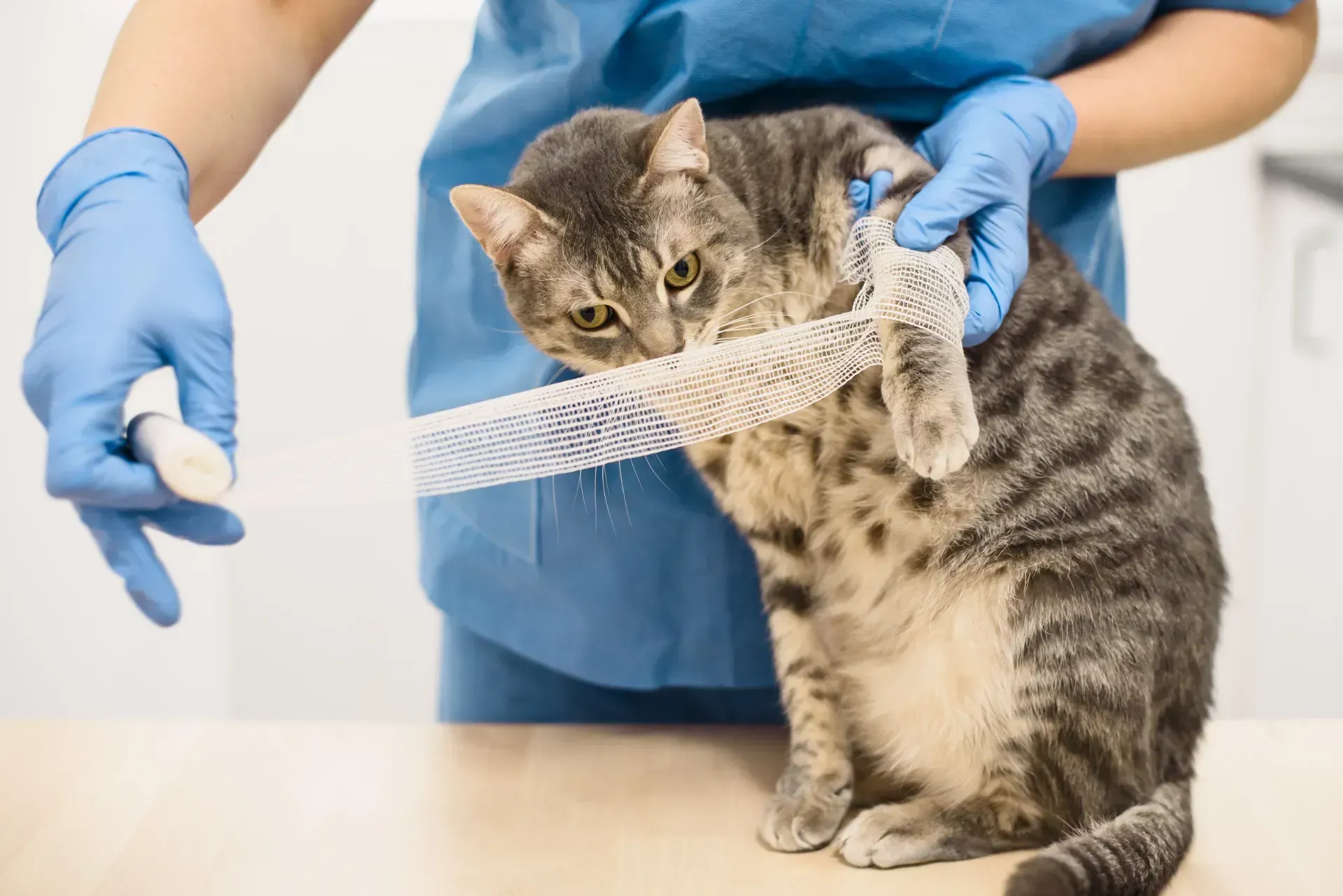 Un veterinario está vendando a un gato.
