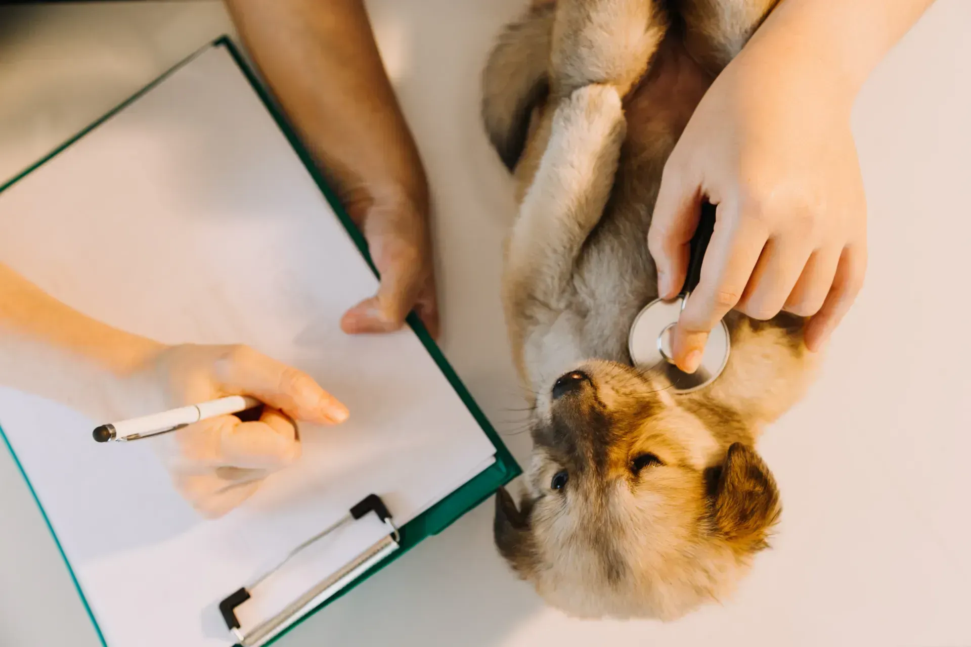 Una persona está examinando un cachorro con un estetoscopio y escribiendo en un portapapeles.